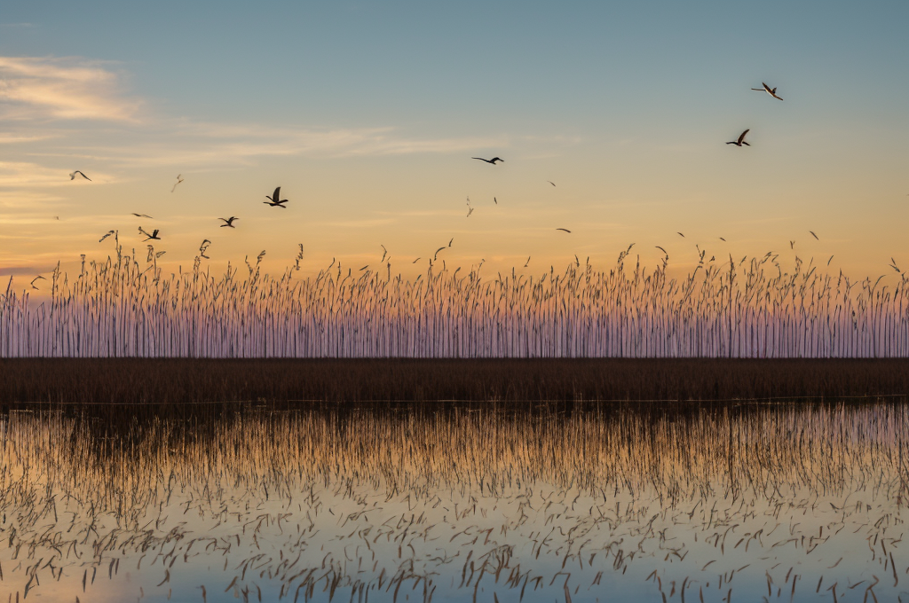 Exploring the Rich Avian Diversity in Florida: Species, Habitats, Diets, and the Role of Conservation